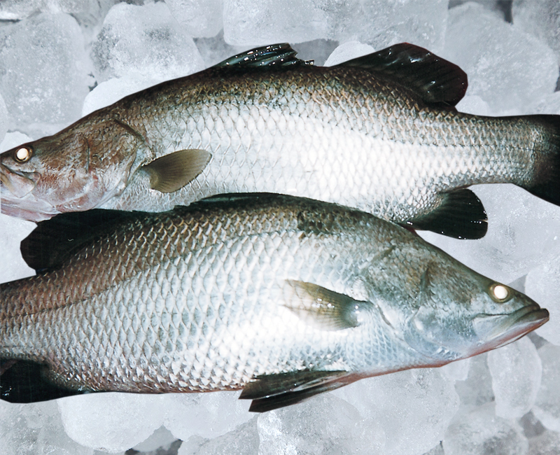 Barramundi, Aquaculture, Top End region, Northern Territory