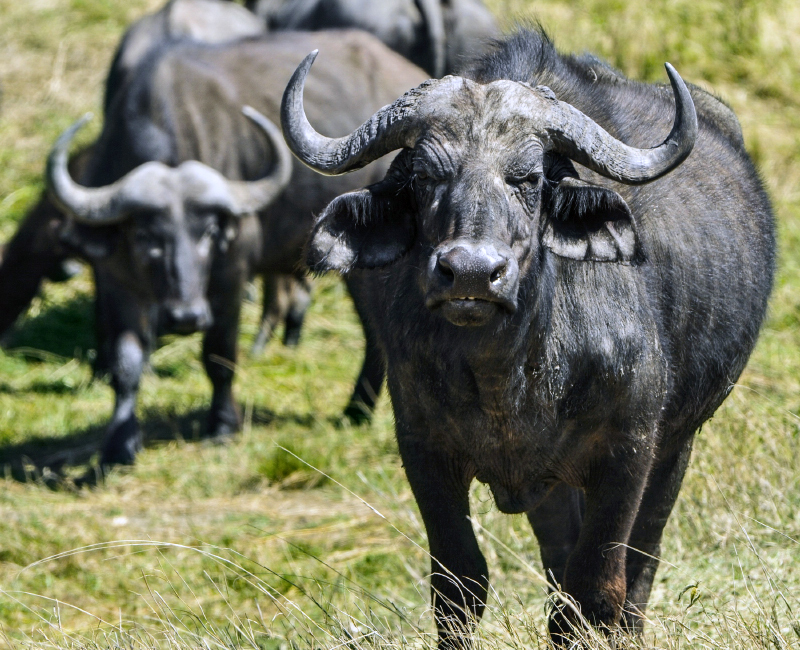 Cape Buffalo, Agriculture, Top End region, Northern Territory