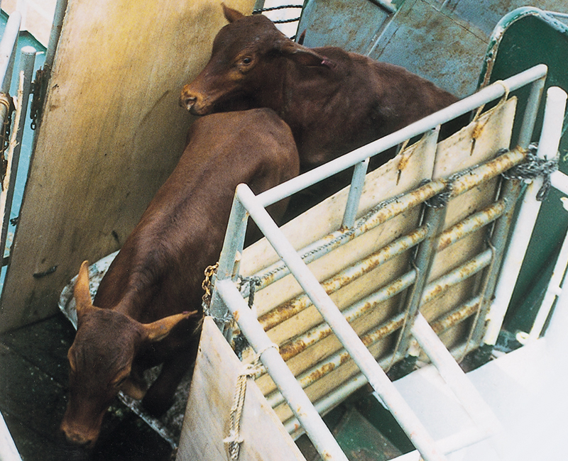 Cattle/Livestock, Top End region, Northern Territory