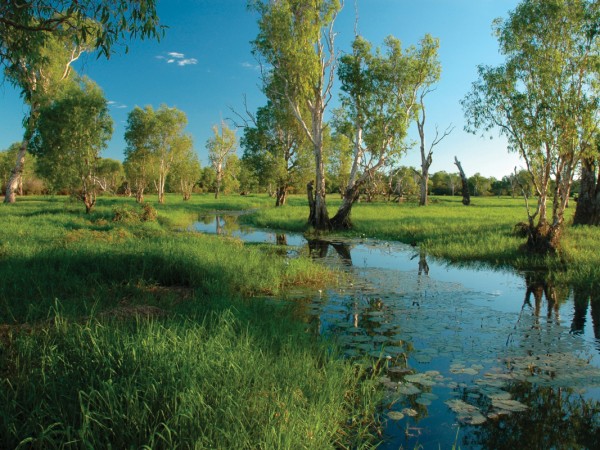 The Sanctuary wetland habitat with water lillies